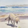 Happy dog on the beach